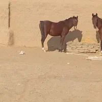 اسب فروشی کوری نژاد دار