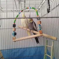 فروشی|پرنده|ایوان, |دیوار