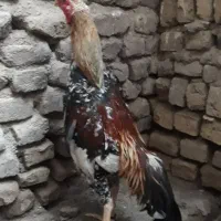 اوشامو|حیوانات مزرعه|مشهد, شهید قربانی|دیوار