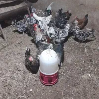 تخم مرغ گلین