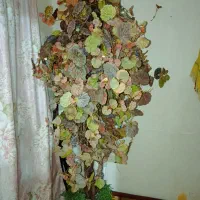 درختچه یک ونیم متری پاییزی سالم