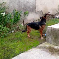 ژرمن شپرد اصیل آماده کشش|سگ|رشت, جانبازان|دیوار