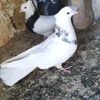 طوقی