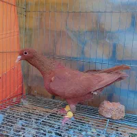 5عدد کرمونی آس شهرستانی|پرنده|مشهد, هفده شهریور|دیوار