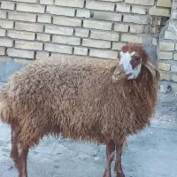 بره|حیوانات مزرعه|اهواز, زیتون کارمندی|دیوار
