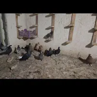 تعدادی کفتر|پرنده|اهواز, نادری|دیوار