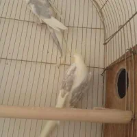 یه جفت عروس هلندی دوکت پروانه فیس