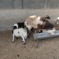 فروش یک عدد قوچ درجه یک