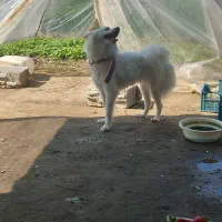 سگ پامر روبایی