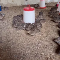 بلدرچین|حیوانات مزرعه|قشم, |دیوار