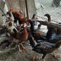 جوجه تشنومحلی|حیوانات مزرعه|سنگدوین, |دیوار