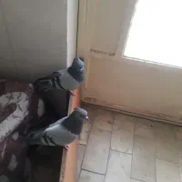 کفتریاکبوتر|پرنده|تهران, بهارستان|دیوار