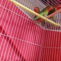 عروس هلندی سیامون|پرنده|مشهد, اقبال|دیوار