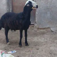 بره قوچ بیگوش قر چال