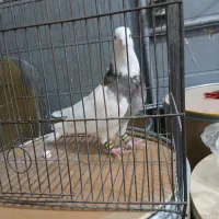 طوقی هفت رنگ|پرنده|شاهدشهر, |دیوار