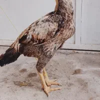 مرغ و خروس لاری گم شده|حیوانات|زابل, |دیوار