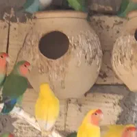 تعداد ۲۰۰عدد کتوله بالغ