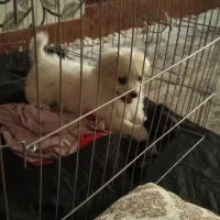 توله پامر 2ماهه|سگ|ری, اقدسیه|دیوار