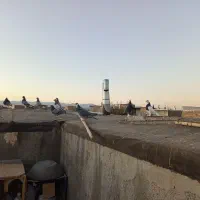 سلام 16حیون پرشی به زمانت حیوان شب روز ندارن|پرنده|تربت‌حیدریه, ده پائین|دیوار