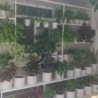 گلخونه|ابزارآلات|خرمدره, |دیوار