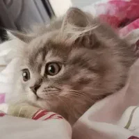 بچه گربه اسکاتیش لانگ هیر|گربه|گرگان, |دیوار