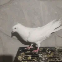سرور|پرنده|نجفآباد, مزرعه طالب|دیوار