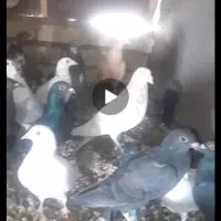 کبوتر فروشی|پرنده|آبگرم, |دیوار