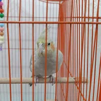 ۲عدد عروس هلندی|پرنده|رشت, فرزانه|دیوار