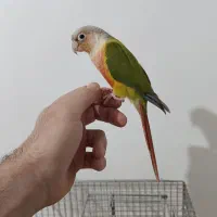 یک جفت طوطی گرینچیک دستی