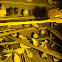 کفتر یا کبوتر|پرنده|صوفیان, |دیوار