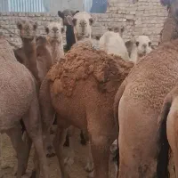 شتر|حیوانات مزرعه|قم, نوقطار|دیوار