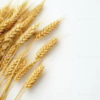 گندم اذر دو دیمه