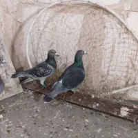 3عکبوتر نر پرشی زمانت