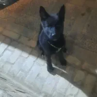 سگ ژرمن بلاک