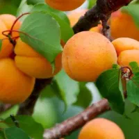 فروش باغ با بهترین شرایط