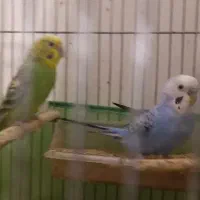 مرغ عشق انگلیسی و طوطی برزیلی مولد|پرنده|کرج, اسدآباد|دیوار