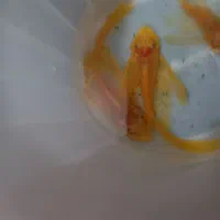 کت آلبینیو و بلو آیز|ماهی|تهران, تولید دارو|دیوار