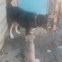 سگ سرحال و پشمالو