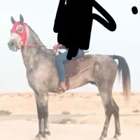 اسب کرد کورسی مقام دار