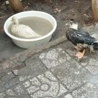 اردک|حیوانات مزرعه|مشهد, نوغان|دیوار