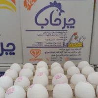پخش تخم مرغ به قیمت مرغداری