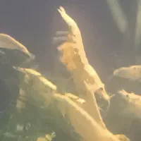 میگو آکواریوم