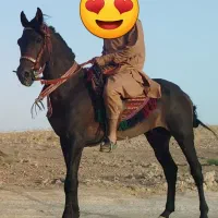 اسب یرقه|اسب و تجهیزات اسبسواری|تربتحیدریه, رجایی|دیوار