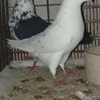 کبوتر کفتر