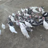 فروش بوغلمون نر و ماده