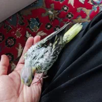 جوجه سرلاکی عروس