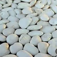 لوبیا نرمه کاشت امسال