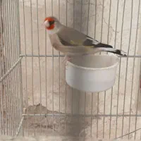 سهره نر کرمانی مست