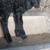 بره شیری نر