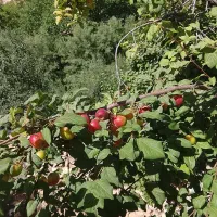 آلوچه فروشی